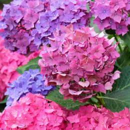 Hydrangea macro Sybilla